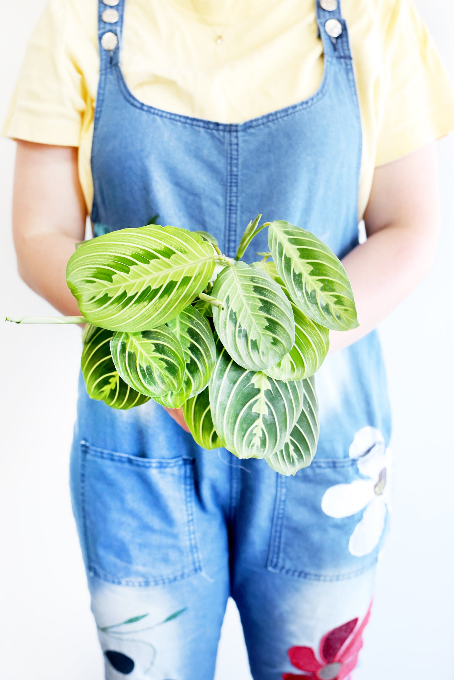 Lemon Lime Prayer Plant